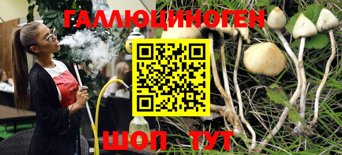 Псилоцибиновые грибы Psilocybine cubensis Туапсе